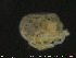  ( - HYDCA161)  @11 [ ] Creative Commons  Attribution Non-Commercial Share-Alike (2019) NTNU University Museum, Department of Natural History NTNU University Museum, Department of Natural History