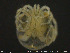  ( - HYDCA165)  @11 [ ] Creative Commons  Attribution Non-Commercial Share-Alike (2019) NTNU University Museum, Department of Natural History NTNU University Museum, Department of Natural History