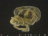  ( - HYDCA165)  @11 [ ] Creative Commons  Attribution Non-Commercial Share-Alike (2019) NTNU University Museum, Department of Natural History NTNU University Museum, Department of Natural History