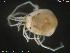  ( - HYDCA170)  @11 [ ] Creative Commons  Attribution Non-Commercial Share-Alike (2019) NTNU University Museum, Department of Natural History NTNU University Museum, Department of Natural History