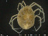  ( - HYDCA173)  @11 [ ] Creative Commons  Attribution Non-Commercial Share-Alike (2019) NTNU University Museum, Department of Natural History NTNU University Museum, Department of Natural History