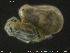  ( - HYDCA175)  @11 [ ] Creative Commons  Attribution Non-Commercial Share-Alike (2019) NTNU University Museum, Department of Natural History NTNU University Museum, Department of Natural History