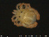  ( - HYDCA184)  @11 [ ] Creative Commons  Attribution Non-Commercial Share-Alike (2019) NTNU University Museum, Department of Natural History NTNU University Museum, Department of Natural History