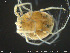  ( - HYDCA187)  @11 [ ] Creative Commons  Attribution Non-Commercial Share-Alike (2019) NTNU University Museum, Department of Natural History NTNU University Museum, Department of Natural History