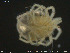  ( - HYDCA194)  @11 [ ] Creative Commons  Attribution Non-Commercial Share-Alike (2019) NTNU University Museum, Department of Natural History NTNU University Museum, Department of Natural History
