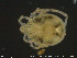  ( - HYDCA196)  @11 [ ] Creative Commons  Attribution Non-Commercial Share-Alike (2019) NTNU University Museum, Department of Natural History NTNU University Museum, Department of Natural History