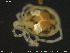  ( - HYDCA196)  @11 [ ] Creative Commons  Attribution Non-Commercial Share-Alike (2019) NTNU University Museum, Department of Natural History NTNU University Museum, Department of Natural History