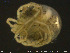  ( - HYDCA216)  @11 [ ] Creative Commons  Attribution Non-Commercial Share-Alike (2019) NTNU University Museum, Department of Natural History NTNU University Museum, Department of Natural History