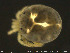  ( - HYDCA216)  @11 [ ] Creative Commons  Attribution Non-Commercial Share-Alike (2019) NTNU University Museum, Department of Natural History NTNU University Museum, Department of Natural History