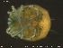  ( - HYDCA225)  @11 [ ] Creative Commons  Attribution Non-Commercial Share-Alike (2019) NTNU University Museum, Department of Natural History NTNU University Museum, Department of Natural History