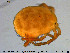  (Hydryphantes ruber - HYDCA243)  @11 [ ] Creative Commons  Attribution Non-Commercial Share-Alike (2019) NTNU University Museum, Department of Natural History NTNU University Museum, Department of Natural History