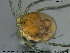  ( - HYDCA262)  @11 [ ] Creative Commons  Attribution Non-Commercial Share-Alike (2019) NTNU University Museum, Department of Natural History NTNU University Museum, Department of Natural History