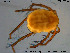  (Hydryphantes dispar - HYDCA309)  @11 [ ] Creative Commons  Attribution Non-Commercial Share-Alike (2019) NTNU University Museum, Department of Natural History NTNU University Museum, Department of Natural History