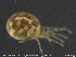  ( - HYDCA328)  @11 [ ] Creative Commons  Attribution Non-Commercial Share-Alike (2020) NTNU University Museum, Department of Natural History NTNU University Museum, Department of Natural History