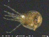  ( - HYDCA328)  @11 [ ] Creative Commons  Attribution Non-Commercial Share-Alike (2020) NTNU University Museum, Department of Natural History NTNU University Museum, Department of Natural History