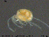  (Atractides ovalis - HYDCA336)  @11 [ ] Creative Commons  Attribution Non-Commercial Share-Alike (2020) NTNU University Museum, Department of Natural History NTNU University Museum, Department of Natural History