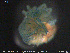  ( - HYDCA342)  @11 [ ] Creative Commons  Attribution Non-Commercial Share-Alike (2020) NTNU University Museum, Department of Natural History NTNU University Museum, Department of Natural History
