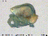  ( - HYDCA342)  @11 [ ] Creative Commons  Attribution Non-Commercial Share-Alike (2020) NTNU University Museum, Department of Natural History NTNU University Museum, Department of Natural History