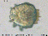 ( - HYDCA342)  @11 [ ] Creative Commons  Attribution Non-Commercial Share-Alike (2020) NTNU University Museum, Department of Natural History NTNU University Museum, Department of Natural History
