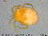  (Parathyas barbigera - HYDCA343)  @11 [ ] Creative Commons  Attribution Non-Commercial Share-Alike (2020) NTNU University Museum, Department of Natural History NTNU University Museum, Department of Natural History