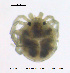  ( - HYDCA398)  @11 [ ] Creative Commons Attribution NonCommercial ShareAlike (2020) NTNU University Museum, Department of Natural History NTNU University Museum, Department of Natural History