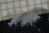  (Onisimus edwardsii - HB2B_3.1)  @11 [ ] CreativeCommons  Attribution Non-Commercial Share-Alike (2024) Mikolaj Mazurkiewicz Institute of Oceanology Polish Academy of Sciences