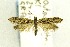  (Rhigognostis kuusamoensis - NFRC-2017-01508)  @14 [ ] CreativeCommons - Attribution Non-Commercial Share-Alike (2017) Canadian National Collection Canadian National Collection