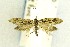  (Rhigognostis kuusamoensis - NFRC-2017-01509)  @14 [ ] CreativeCommons - Attribution Non-Commercial Share-Alike (2017) Canadian National Collection Canadian National Collection