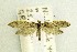  (Rhigognostis kuusamoensis - NFRC-2017-01513)  @14 [ ] CreativeCommons - Attribution Non-Commercial Share-Alike (2017) Canadian National Collection Canadian National Collection