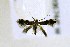  (Elachista brachyelytrifoliella - CNCLEP00156385)  @11 [ ] CreativeCommons - Attribution Non-Commercial Share-Alike (2018) Jean-François Landry Canadian National Collection