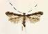  (Caloptilia rhoifoliella - CNCLEP00025173)  @14 [ ] CreativeCommons - Attribution Non-Commercial Share-Alike (2007) Unspecified Canadian National Collection