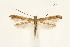  (Caloptilia sassafrasella - CNCLEP00026938)  @14 [ ] CreativeCommons - Attribution Non-Commercial Share-Alike (2007) Unspecified Canadian National Collection