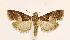  (Acrobasis exsulella - CNCLEP00026968)  @15 [ ] CreativeCommons - Attribution Non-Commercial Share-Alike (2007) Unspecified Canadian National Collection