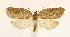  (Acleris cf. emargana - CNCLEP00027642)  @14 [ ] CreativeCommons - Attribution Non-Commercial Share-Alike (2007) Unspecified Canadian National Collection