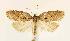 (Acleris sp. 3 - CNCLEP00027644)  @14 [ ] CreativeCommons - Attribution Non-Commercial Share-Alike (2007) Unspecified Canadian National Collection