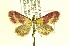  (Pyrausta virginalis - CNCLEP00171992)  @14 [ ] CreativeCommons - Attribution Non-Commercial Share-Alike (2017) Canadian National Collection Canadian National Collection