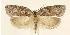  (Acleris sp. 9 - CNCLEP00027744)  @14 [ ] CreativeCommons - Attribution Non-Commercial Share-Alike (2007) Unspecified Canadian National Collection