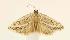  (Procymbopteryx nr. belialis - CNCLEP00027894)  @13 [ ] CreativeCommons - Attribution Non-Commercial Share-Alike (2007) Unspecified Canadian National Collection