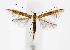  (Cosmopterix scirpicola - CNCLEP00028627)  @13 [ ] CreativeCommons - Attribution Non-Commercial Share-Alike (2007) Unspecified Canadian National Collection