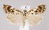  (Catoptria oregonicus - CNCLEP00029289)  @15 [ ] CreativeCommons - Attribution Non-Commercial Share-Alike (2007) Unspecified Canadian National Collection