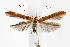  (Caloptilia sanguinella - CNCLEP00029462)  @15 [ ] CreativeCommons - Attribution Non-Commercial Share-Alike (2007) Unspecified Canadian National Collection