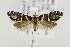  (Glyphipterix bifasciata - CNCLEP00082699)  @14 [ ] CreativeCommons - Attribution Non-Commercial Share-Alike (2011) Jean-Francois Landry Canadian National Collection