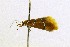  (Promalactis enopisema - CNCLEP00116659)  @11 [ ] CreativeCommons - Attribution Non-Commercial Share-Alike (2017) Canadian National Collection Canadian National Collection