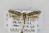  (Scythris corsa - CNCLEP00013604)  @13 [ ] CreativeCommons - Attribution Non-Commercial Share-Alike (2013) Jean-Francois Landry Canadian National Collection