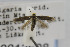  (Scythris crypta - CNCLEP00013608)  @11 [ ] CreativeCommons - Attribution Non-Commercial Share-Alike (2013) Jean-Francois Landry Canadian National Collection