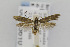  (Scythris cupreella - CNCLEP00013610)  @11 [ ] CreativeCommons - Attribution Non-Commercial Share-Alike (2013) Jean-Francois Landry Canadian National Collection
