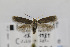  (Scythris paullella - CNCLEP00013691)  @13 [ ] CreativeCommons - Attribution Non-Commercial Share-Alike (2013) Jean-Francois Landry Canadian National Collection