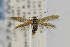  ( - CNCLEP00014224)  @13 [ ] CreativeCommons - Attribution Non-Commercial Share-Alike (2013) Jean-Francois Landry Canadian National Collection