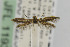  ( - CNCLEP00014225)  @12 [ ] CreativeCommons - Attribution Non-Commercial Share-Alike (2013) Jean-Francois Landry Canadian National Collection
