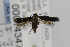  ( - CNCLEP00014347)  @11 [ ] CreativeCommons - Attribution Non-Commercial Share-Alike (2013) Jean-Francois Landry Canadian National Collection